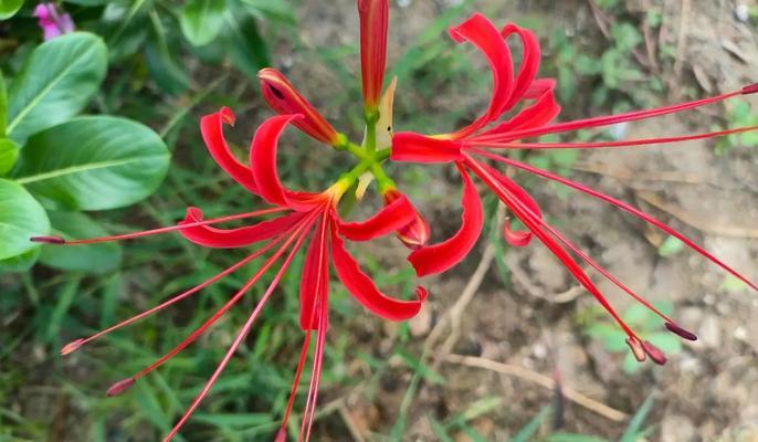 无忧花的花语含义是什么？它代表了哪种情感？