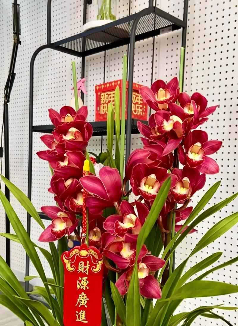 无忧花的花语含义是什么？它代表了哪种情感？