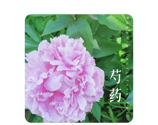 花的古今说法含义是什么？古代与现代花语有何不同？