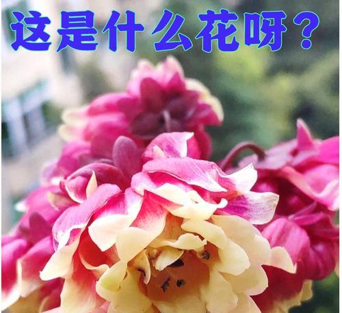 火桑花的独特文化寓意是什么？