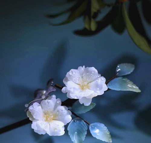 火桑花的独特文化寓意是什么？
