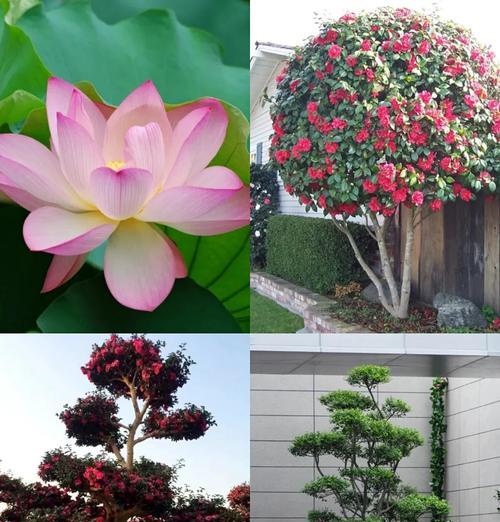 农村常见花卉的象征意义是什么？