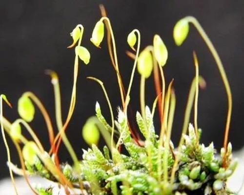 花伤青苔的含义是什么？花伤青苔象征着什么？