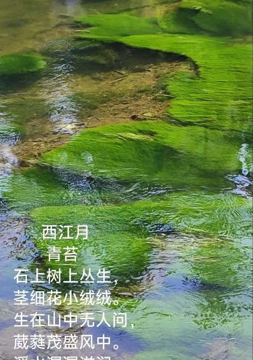 花伤青苔的含义是什么？花伤青苔象征着什么？