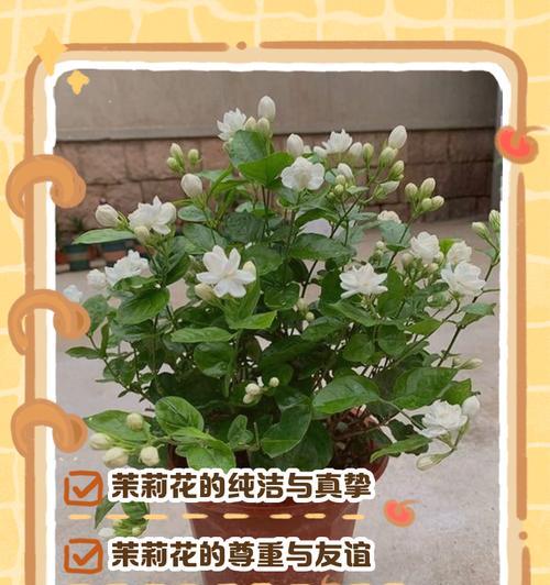 哪些花象征草神？它们的花语和象征意义是什么？