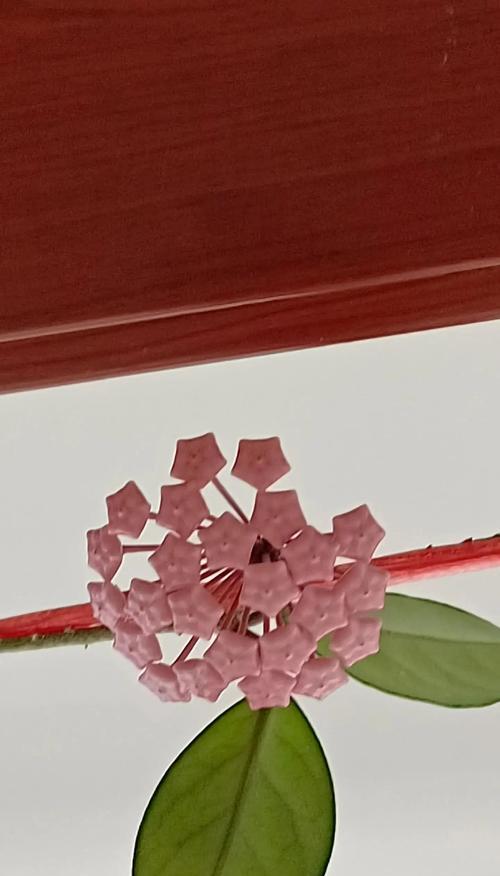 哪些花象征草神？它们的花语和象征意义是什么？