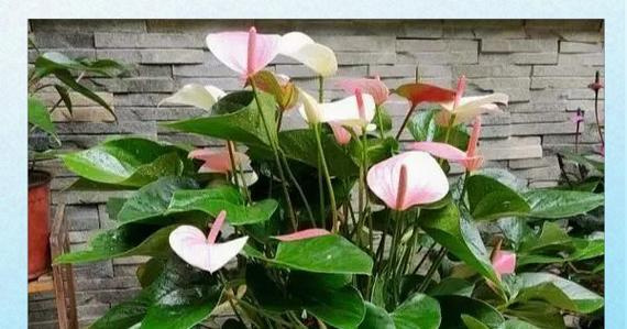 送哪种花寓意好？哪种花卉寓意吉祥？