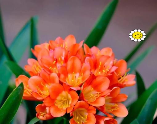 送哪种花寓意好？哪种花卉寓意吉祥？