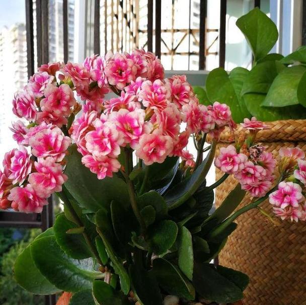 送哪种花寓意好？哪种花卉寓意吉祥？