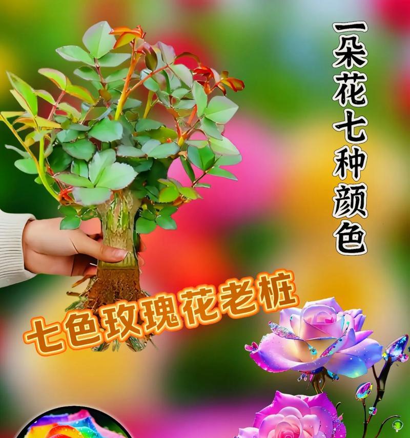 什么花的名字好听寓意又好？