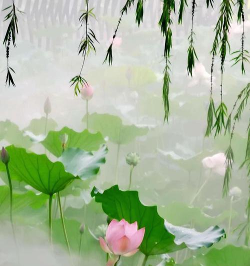 开出云的花含义是什么？探讨这一诗意表达背后的含义