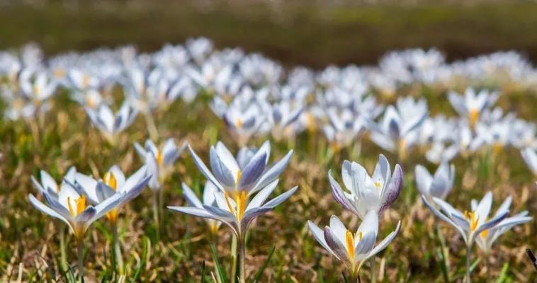 冰顶花的寓意和忌讳是什么？冰顶花的正确摆放方法是什么？