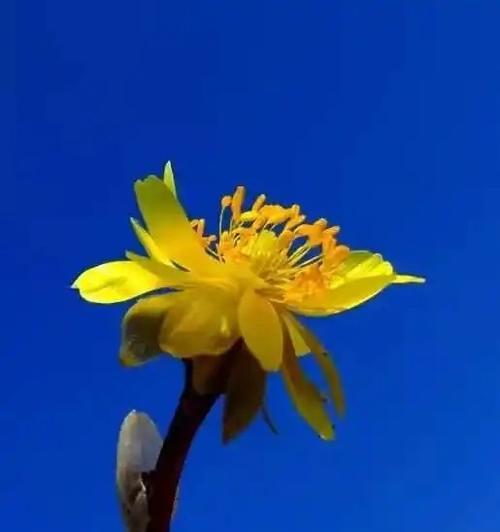 冰顶花的寓意和忌讳是什么？冰顶花的正确摆放方法是什么？