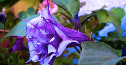 花的恐怖含义究竟指什么？花朵象征恐惧的原因是什么？