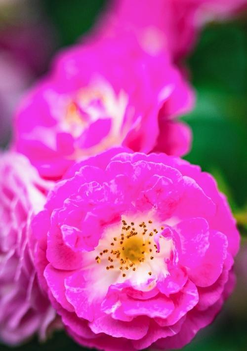 五月的花的寓意是什么？五月有哪些花的特殊含义