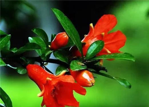 五月的花的寓意是什么？五月有哪些花的特殊含义