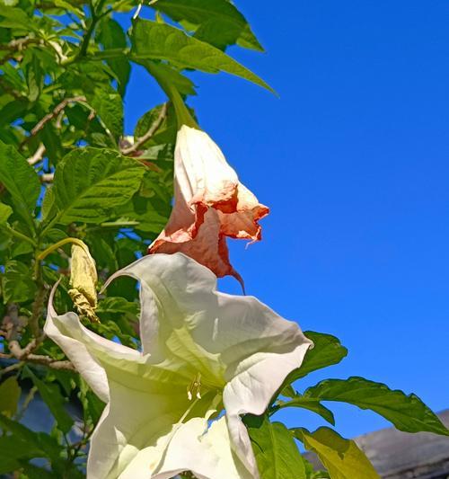 象征死亡的花有哪些？它们的花语和意义是什么？