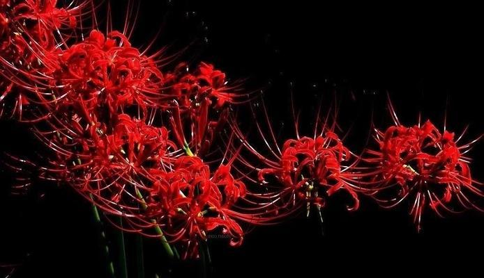 象征死亡的花有哪些？它们的花语和意义是什么？