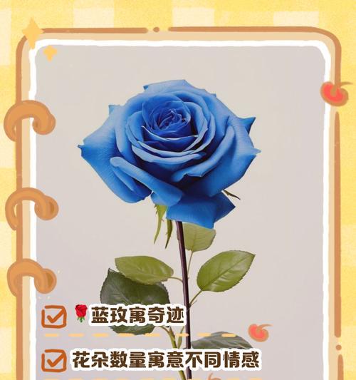 数量在花语中代表什么？