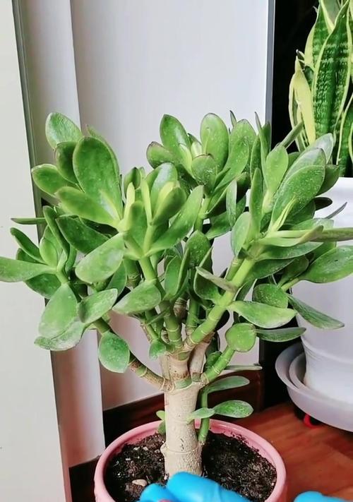 玉花生的寓意是什么？玉花生象征着什么？