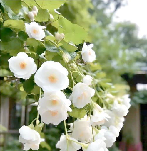 哪些花象征爱和感情？花卉语言中的爱情与情感表达