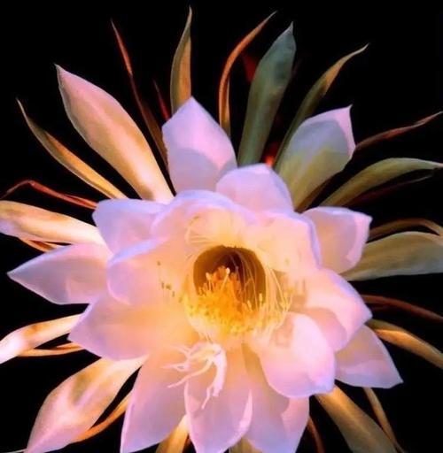 昙花花语是什么意思？昙花象征着什么？