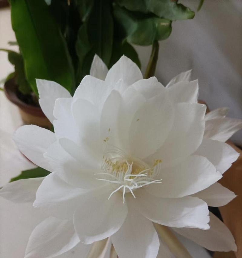 昙花花语是什么意思？昙花象征着什么？