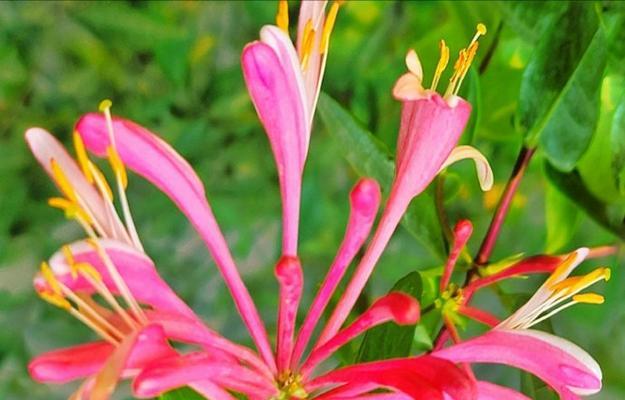 哪些花代表深情与成熟？选择这些花卉表达情感的秘诀是什么？