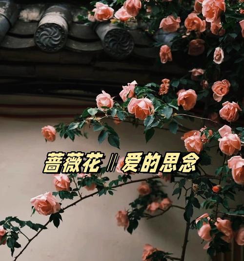 哪些花代表深情与成熟？选择这些花卉表达情感的秘诀是什么？