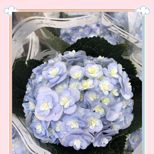 哪些花代表深情与成熟？选择这些花卉表达情感的秘诀是什么？