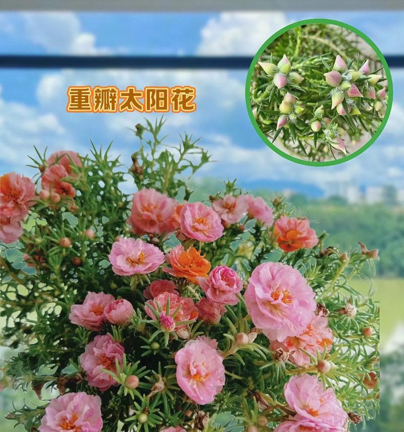 哪种花象征着阳光？