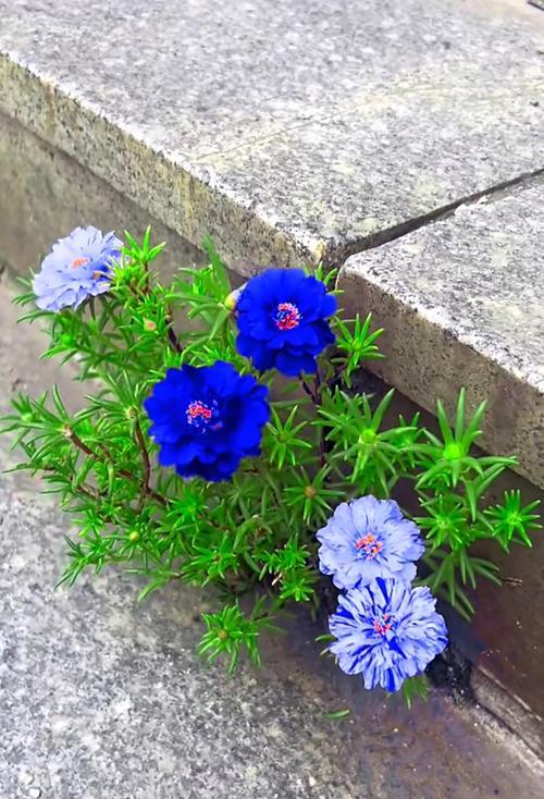 哪种花象征着阳光？