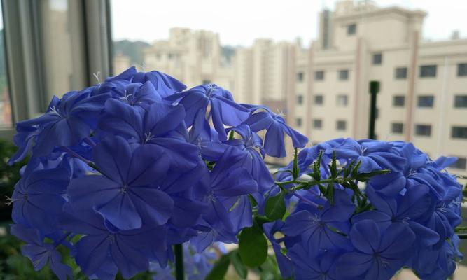 哪些藤蔓象征再生？它们如何代表新生与恢复？