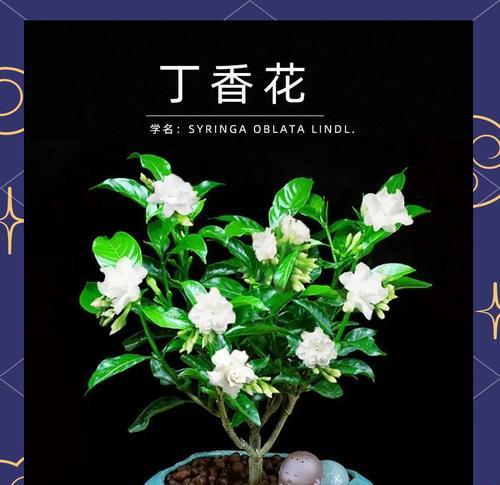 丁香花的花语：它代表了什么特别含义？