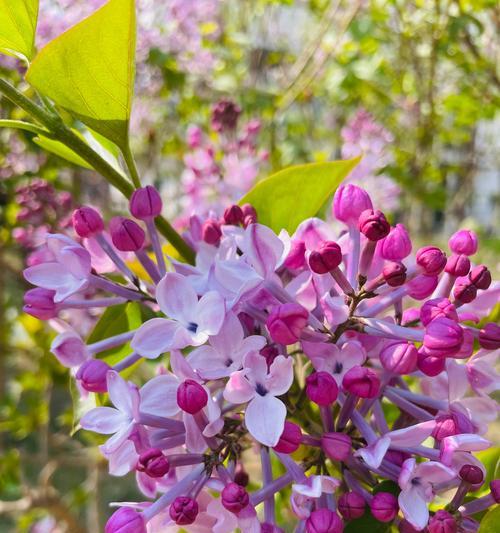 丁香花的花语：它代表了什么特别含义？