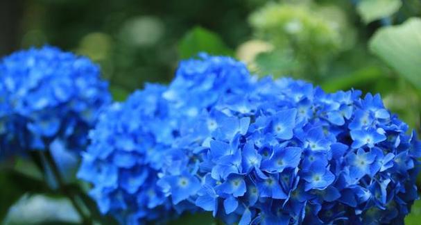 象征家人的蓝色花卉有哪些？它们的花语是什么？