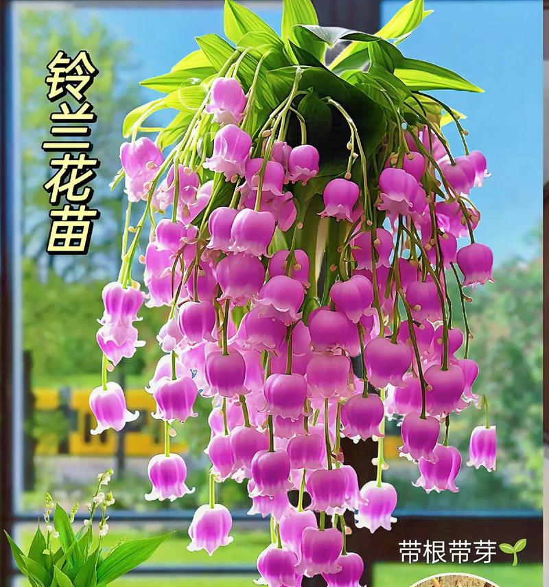 羊角花的花语是什么？它代表了什么情感？