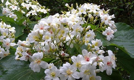 羊角花的花语是什么？它代表了什么情感？