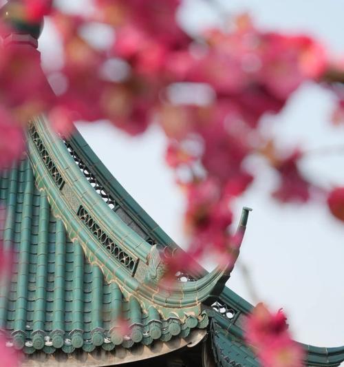 天心花的寓意是什么？天心花象征着什么？