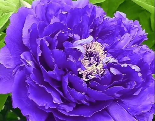 天心花的寓意是什么？天心花象征着什么？