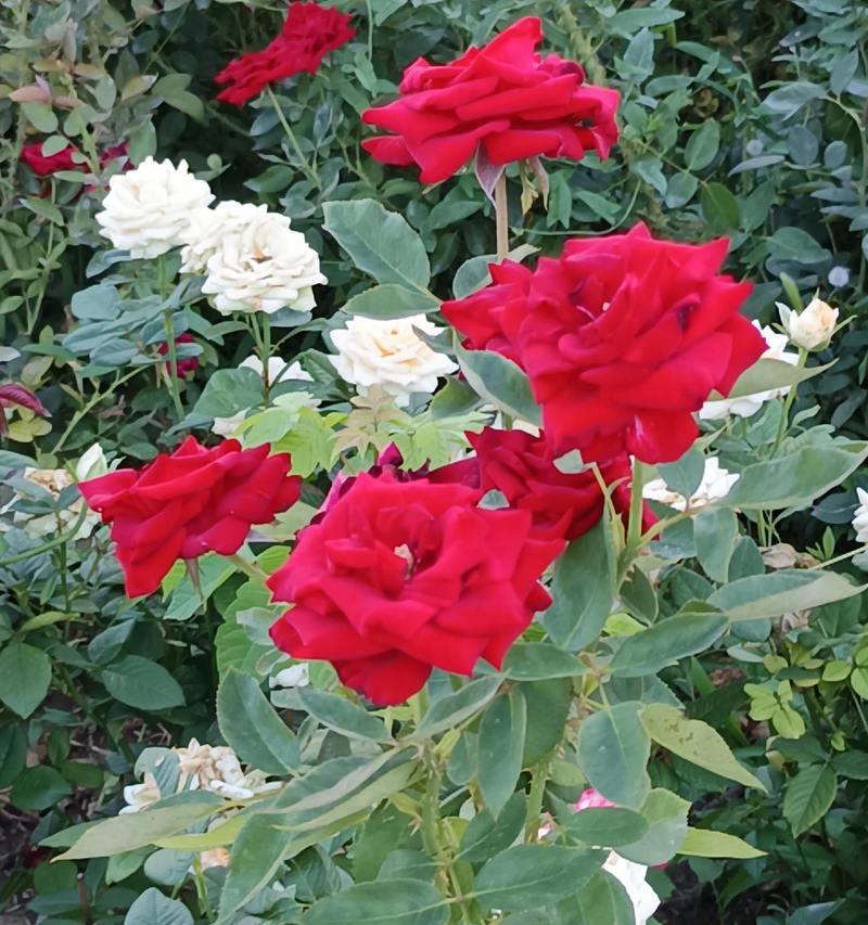 永不凋谢的花象征着什么？