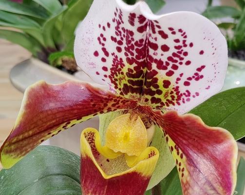 蓝花的花语通常包含哪些含义？它们象征着什么？
