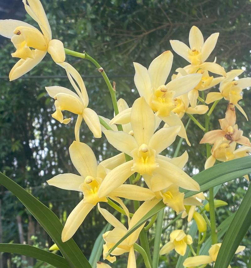 蓝花的花语通常包含哪些含义？它们象征着什么？