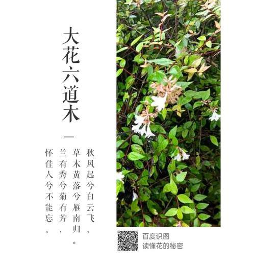 墨绿色花卉的象征意义是什么？