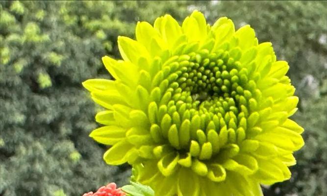 哪种花代表喜欢？