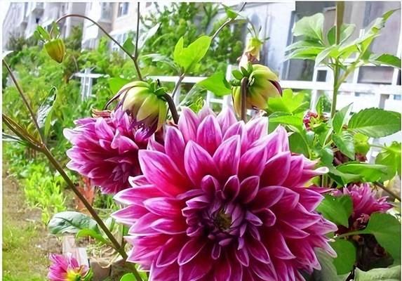 哪种花代表喜欢？