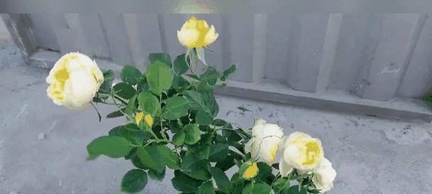 哪种花代表喜欢？
