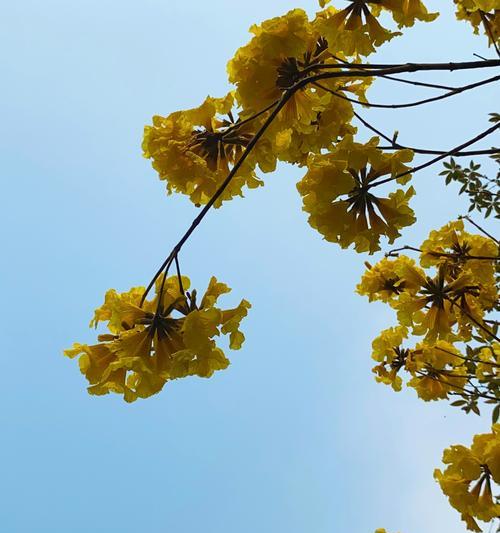 花不开的好寓意是什么？未开放花朵的积极含义是什么？