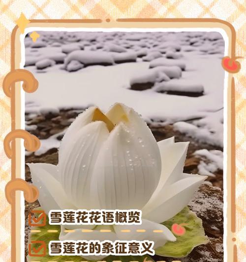 粉荷花的象征意义是什么？它的花语含义有哪些？