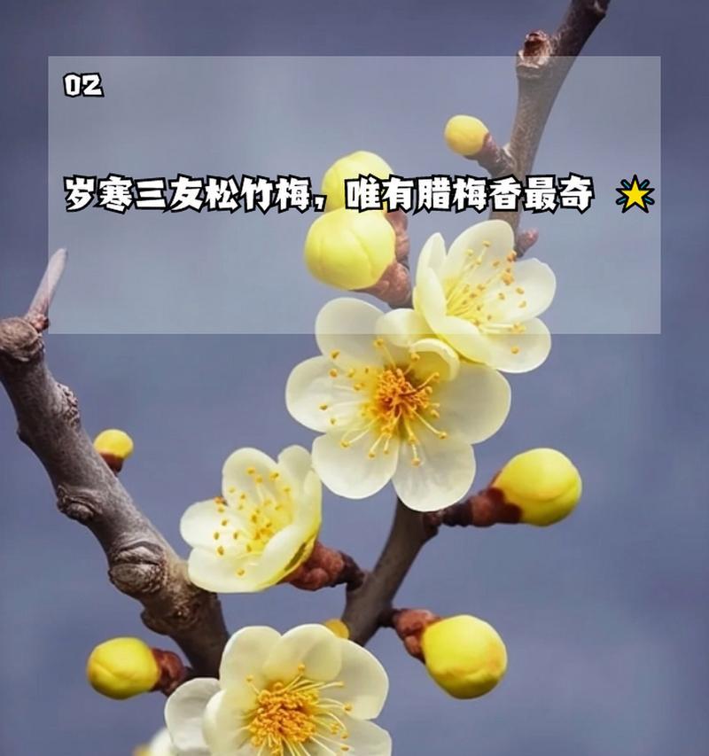 腊梅花代表什么意义？腊梅花语的深刻含义有哪些？